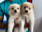 Pomaneriyan Puppies