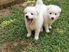 Pomeranian Puppy