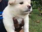 Pomaneriyan Puppy