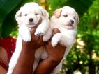 Pomaneriyan Puppies
