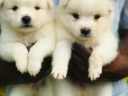Pomeranian Puppy