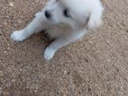 Pomeranian Puppy