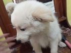 Pomaneriyan Puppy