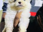 Pomeranian Puppy