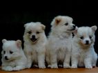 Pomeranian Puppies
