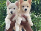 Pomeranian Puppies