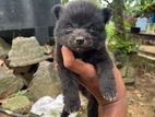 Pomanerian Puppies