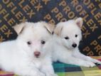 Pomaneriyan Puppys