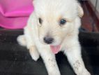 Pomeranian Puppies