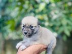 Pomanerian Puppies