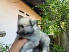 Pomeranian Puppy