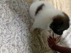 Pomeranian Puppies