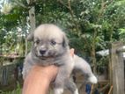 Pomeranian Puppies