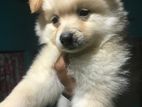 Pomeranian Puppy