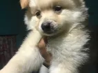 Pomeranian Puppy
