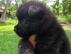 Pomeranian Puppy