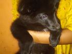 pomaneriyn puppy
