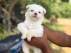 Pomaranian Dogs