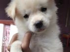 Pomeranian Puppy
