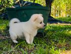 Pomeranian Puppies