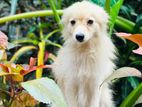 Pomaranian Puppy