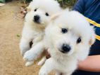 Pomeranian Puppy
