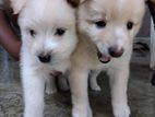 Pomeranion Puppies