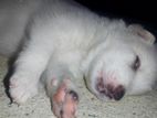 Pomeranian Puppy