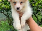 Pomarenian dog