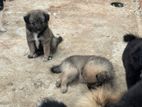 Pomanerian Puppies