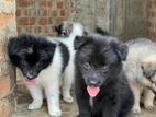 Pomarenian Puppy