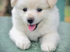 Pomeranian Puppy
