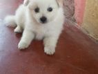 Pomeranian Puppies