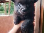 Pomarian Puppies