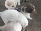 Pomanariyan Puppies
