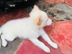 பொமேரியன் நாய்குட்டி