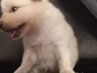 Pomaranian Puppies