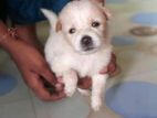 Pomeranian Puppy