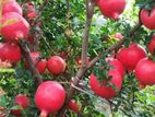 Pomegranate