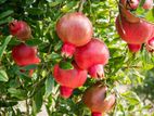 Pomegranate