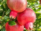 Pomegranate