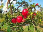 Pomegranate Plant