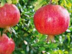 Pomegranate
