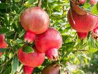 Pomegranate