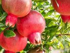 Pomegranate