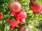Pomegranate