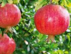 Pomegranate