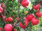 Pomegranate