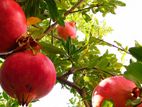 Pomegranate