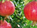 Pomegranate